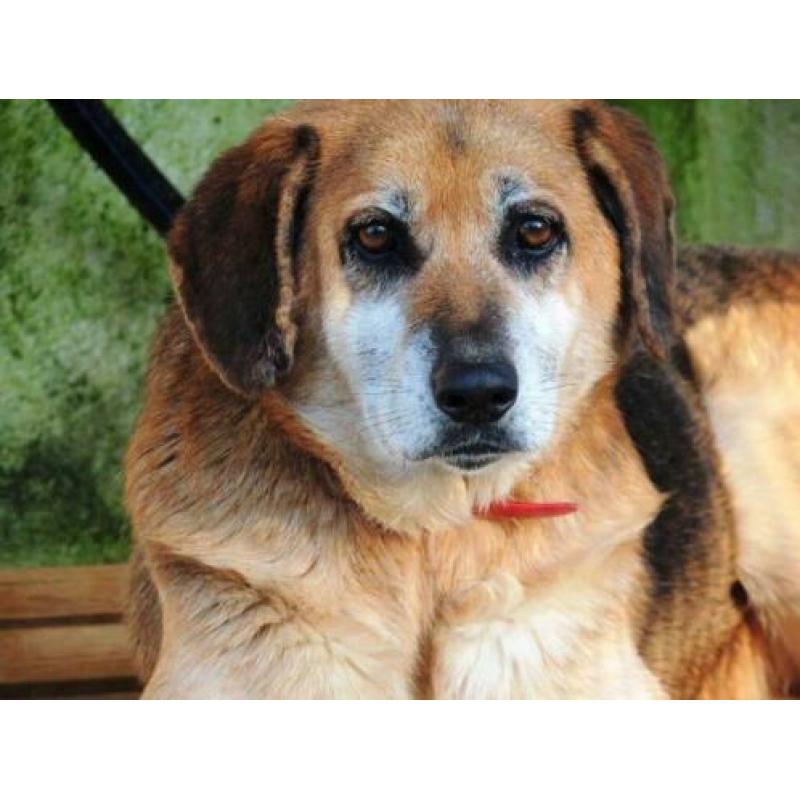 spaanse mastin/herder kruising ter adoptie in Spanje