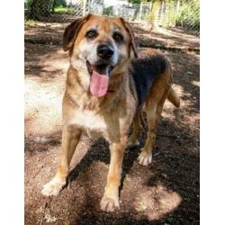 spaanse mastin/herder kruising ter adoptie in Spanje