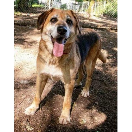 spaanse mastin/herder kruising ter adoptie in Spanje