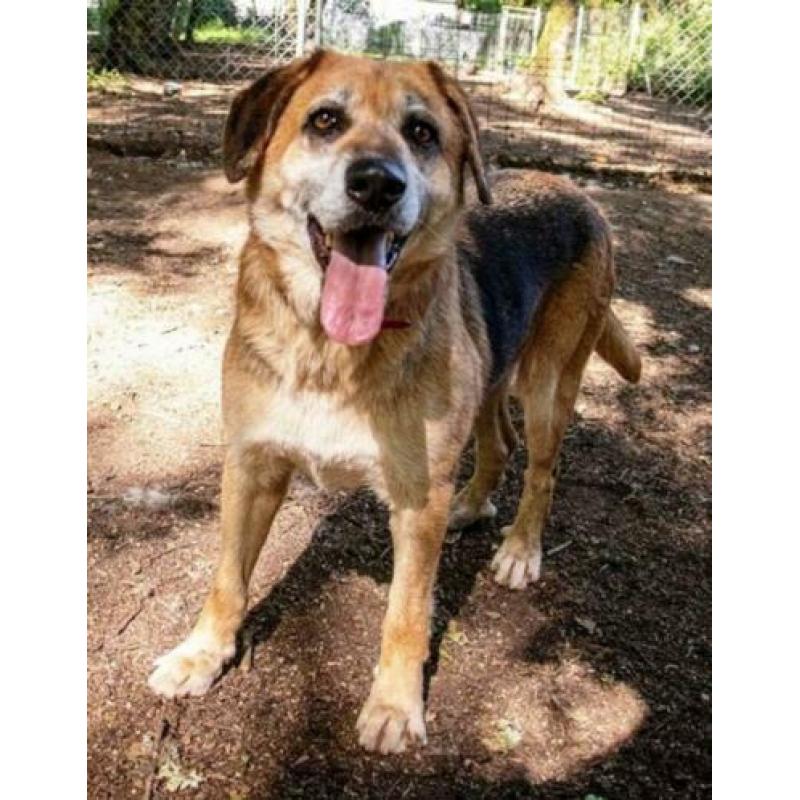 spaanse mastin/herder kruising ter adoptie in Spanje