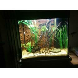 Aangeboden Juwel Lido 120 liter aquarium