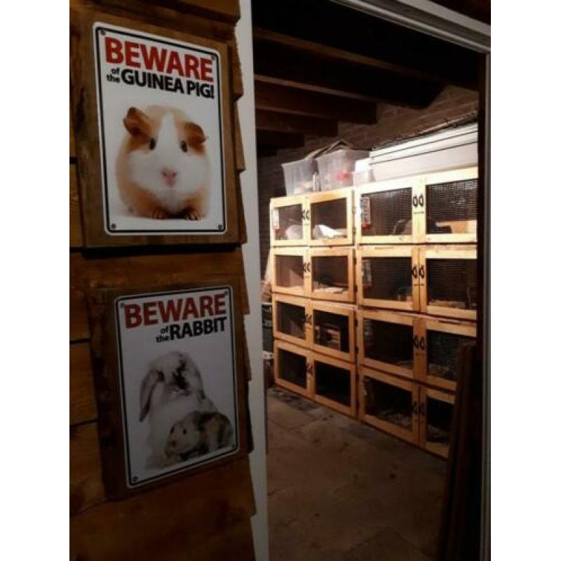 Het Zoekende Keuteltje - Konijnen & cavia opvang