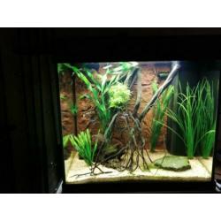 Aangeboden Juwel Lido 120 liter aquarium