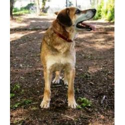 spaanse mastin/herder kruising ter adoptie in Spanje