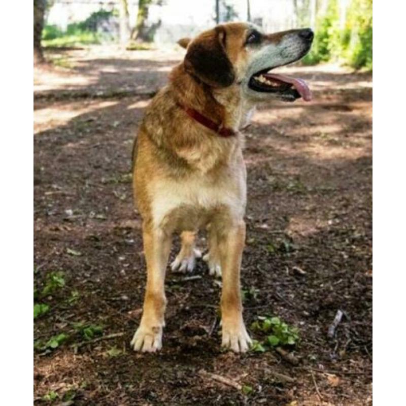 spaanse mastin/herder kruising ter adoptie in Spanje