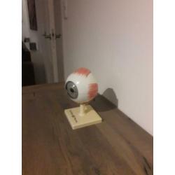 Anatomisch menselijk model het oog.