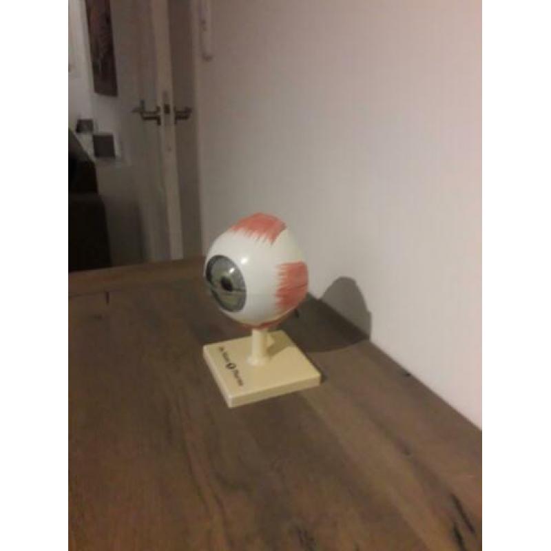 Anatomisch menselijk model het oog.