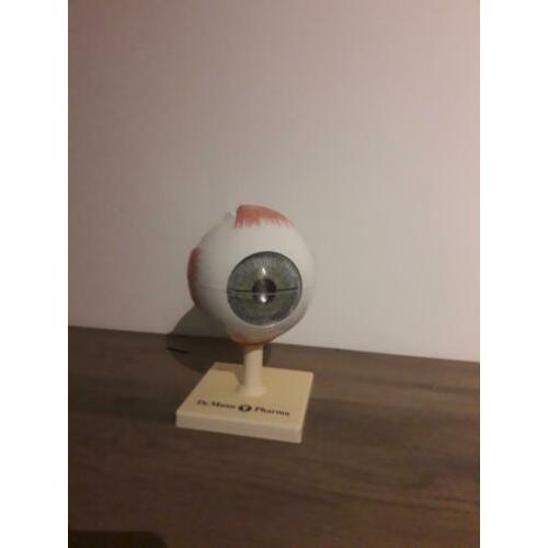 Anatomisch menselijk model het oog.
