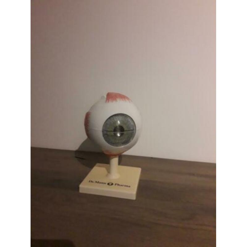 Anatomisch menselijk model het oog.