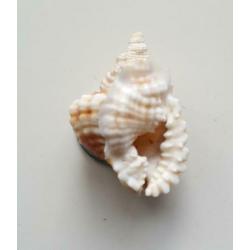 Schelpen