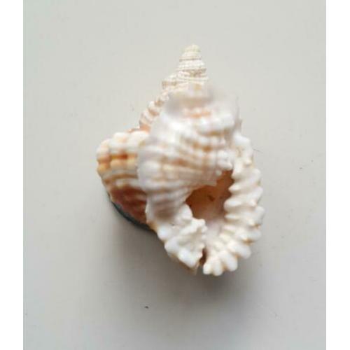 Schelpen