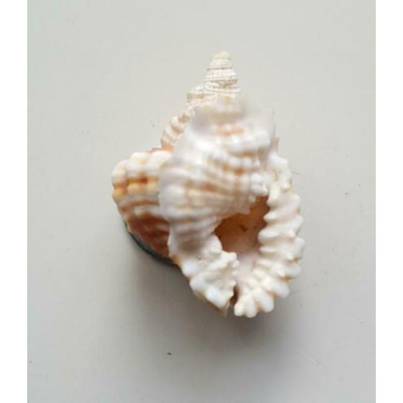 Schelpen