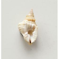 Schelpen