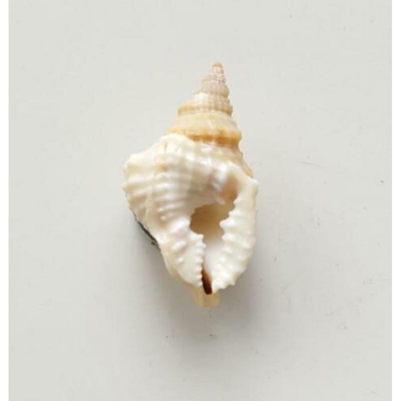Schelpen
