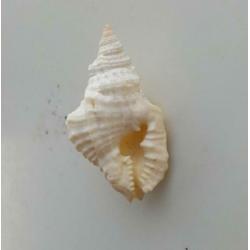 Schelpen