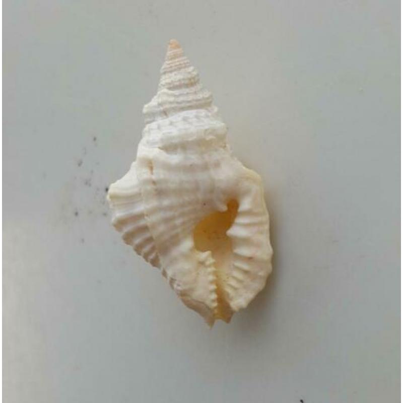 Schelpen