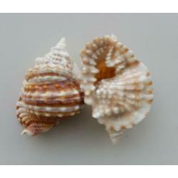 Schelpen