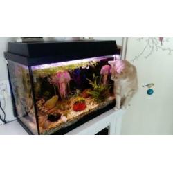 Aquarium 60 breed 30 diep 47 hoog