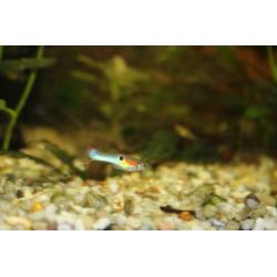 Japan Blue endler guppen