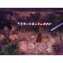 Complete aquarium met veel guppen