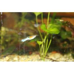 Japan Blue endler guppen