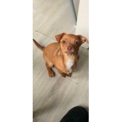 Chihuahua pup 2 reutjes!