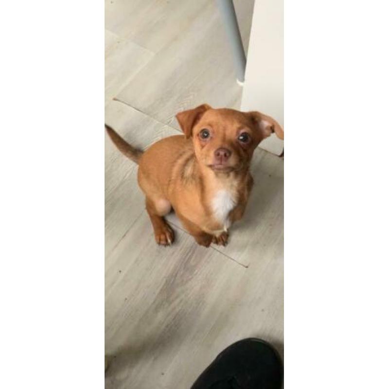Chihuahua pup 2 reutjes!