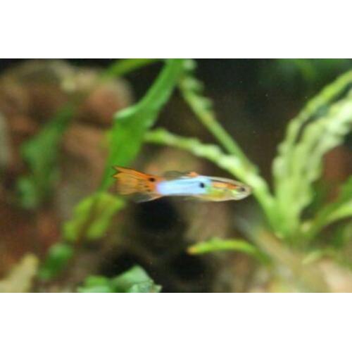 Japan Blue endler guppen