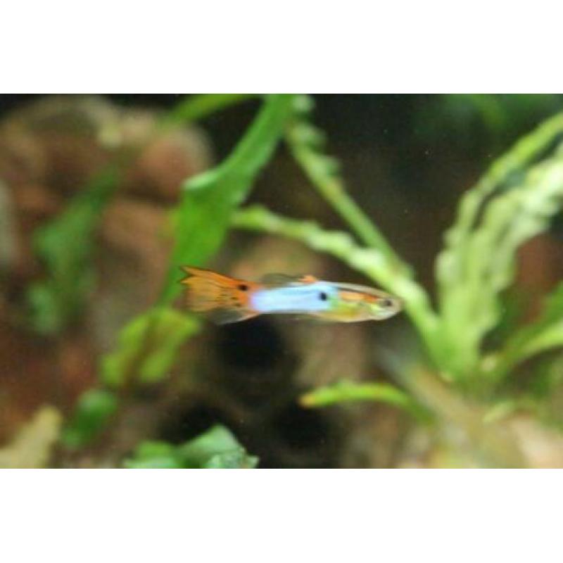 Japan Blue endler guppen