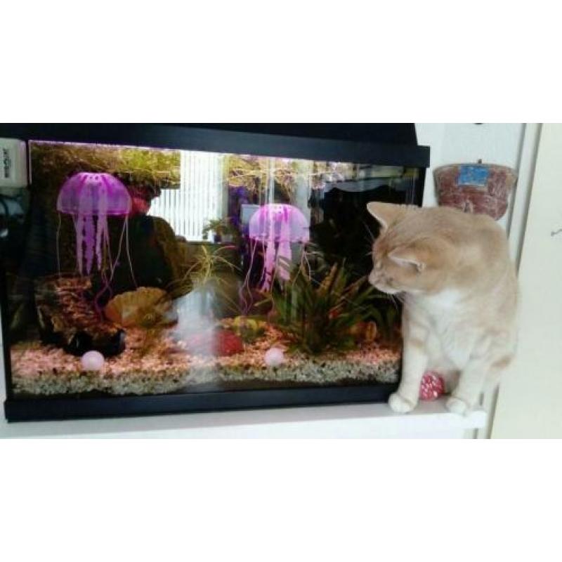 Aquarium 60 breed 30 diep 47 hoog