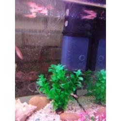 Complete aquarium met veel guppen