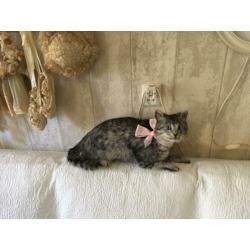 Opgezette poes