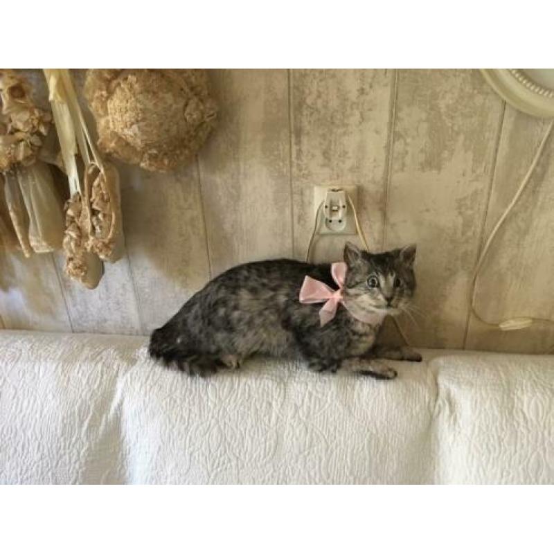 Opgezette poes