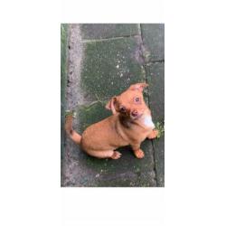Chihuahua pup 2 reutjes!