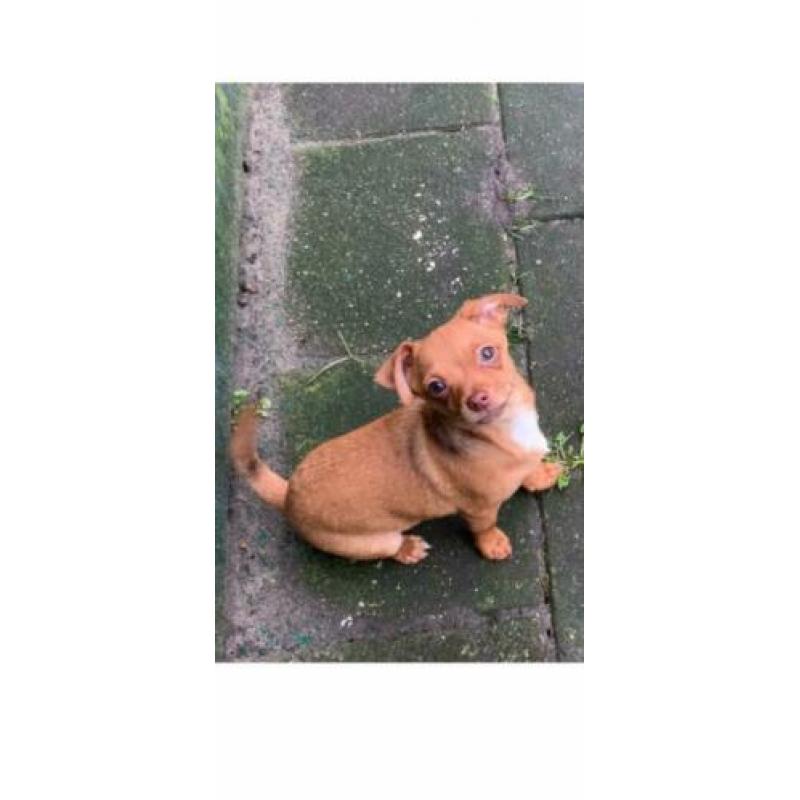 Chihuahua pup 2 reutjes!