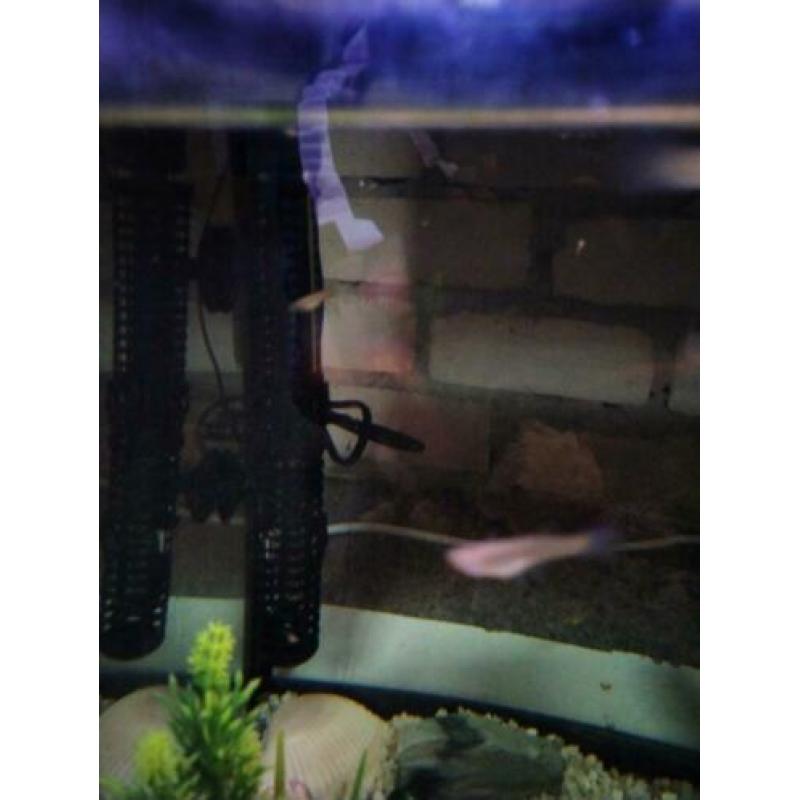 Complete aquarium met veel guppen