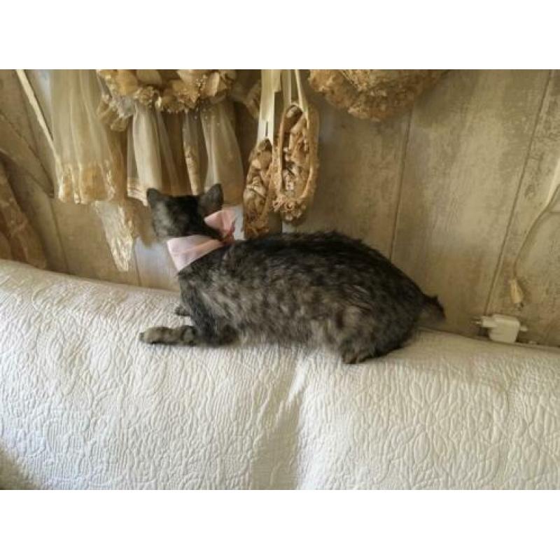 Opgezette poes