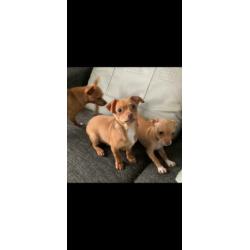 Chihuahua pup 2 reutjes!
