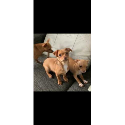 Chihuahua pup 2 reutjes!