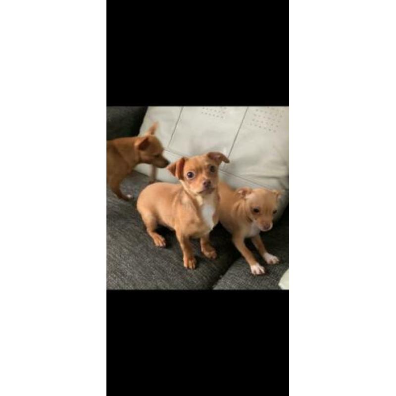 Chihuahua pup 2 reutjes!
