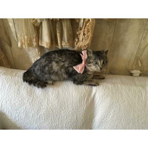 Opgezette poes