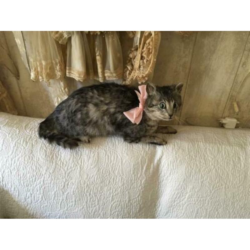Opgezette poes