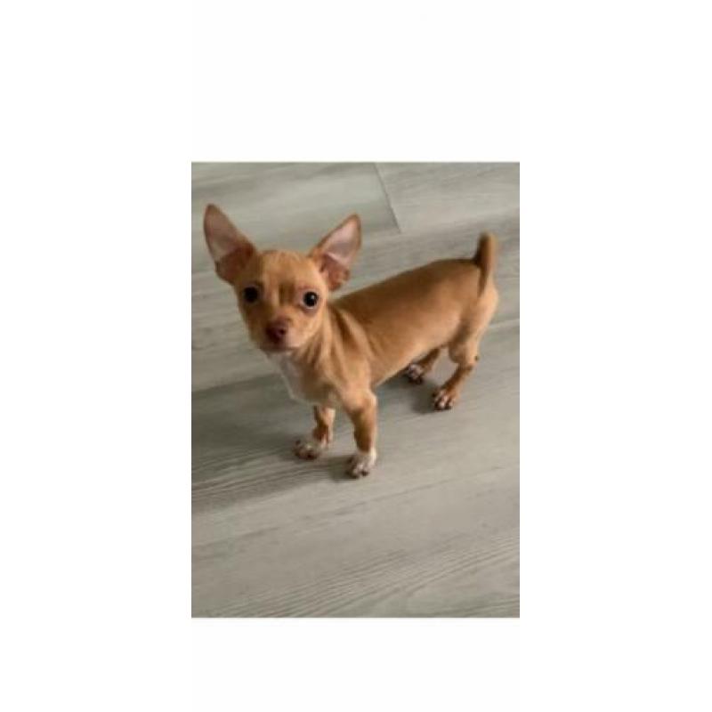 Chihuahua pup 2 reutjes!