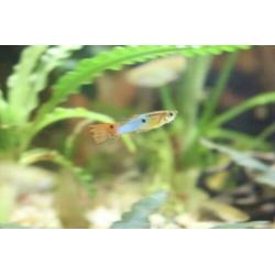 Japan Blue endler guppen