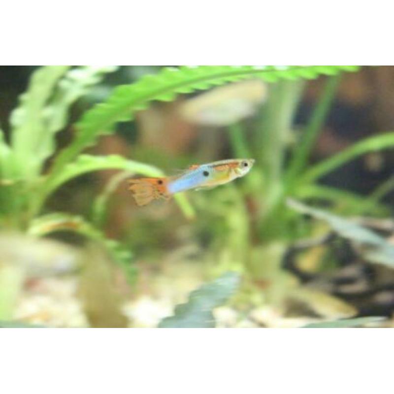 Japan Blue endler guppen