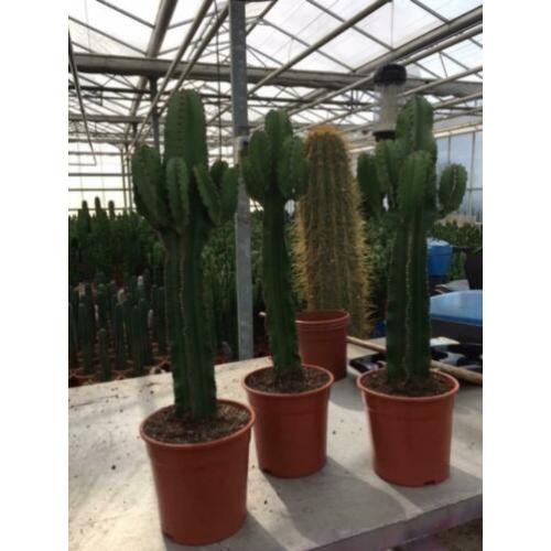 Cactus Succulent Euphorbia Ingens circa 90cm
