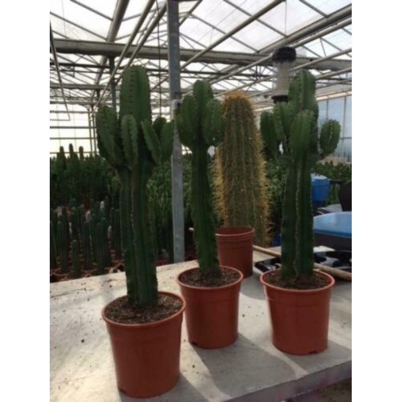 Cactus Succulent Euphorbia Ingens circa 90cm