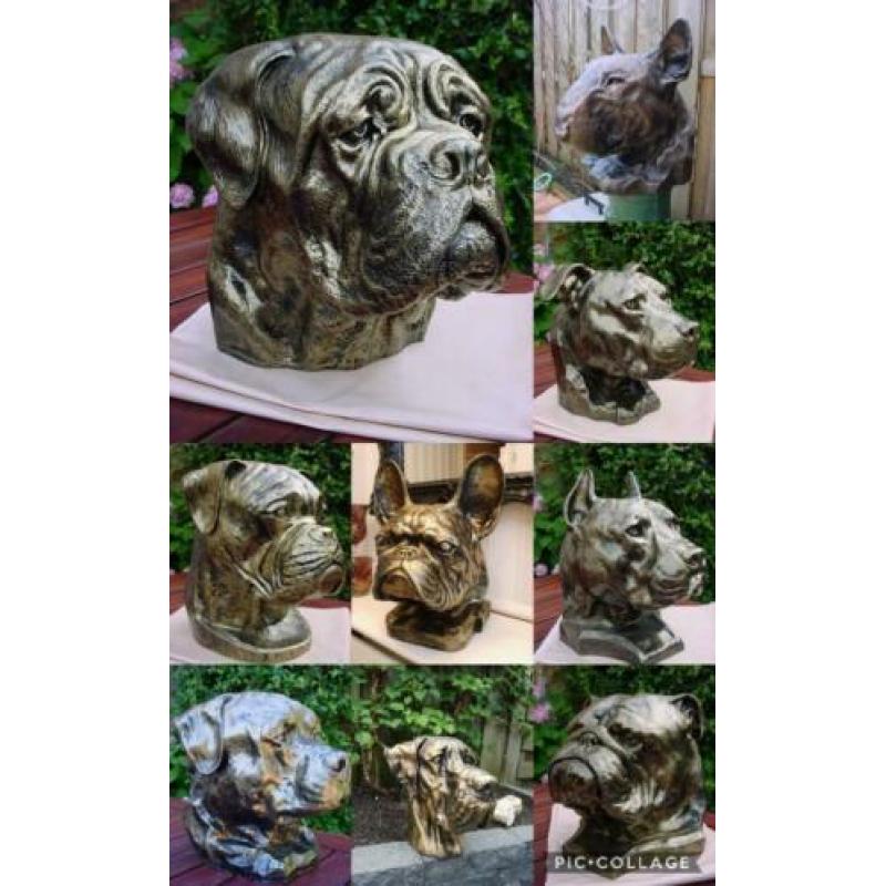 Kado sier of als urn duitse dog duitse dog soort kop nieuw g