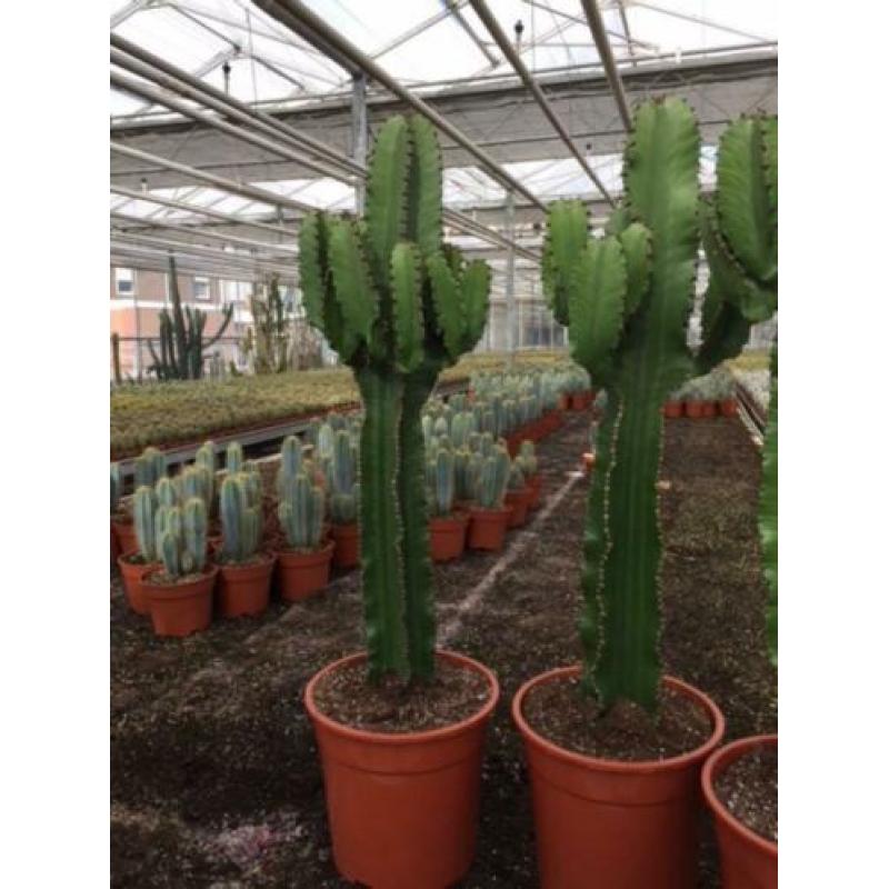 Cactus Succulent Euphorbia Ingens circa 90cm