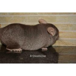 Dark tan, 100% Rpa/c te koop